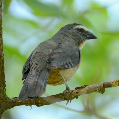 Grayish Saltator